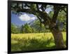 Austria, Tyrol, Karwendel (Mountain Range), Gro§er Ahornboden (Area), Maple Trees-Rainer Mirau-Framed Photographic Print