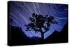 Austria, Tyrol, Narrow Valley, Starry Sky-Bernd Rommelt-Stretched Canvas