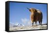 Austria, Tyrol, National-Park Hohe Tauern, Highland Cattle, Full Length Portrait, Stands-Rainer Mirau-Framed Stretched Canvas