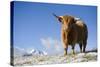 Austria, Tyrol, National-Park Hohe Tauern, Highland Cattle, Full Length Portrait, Stands-Rainer Mirau-Stretched Canvas