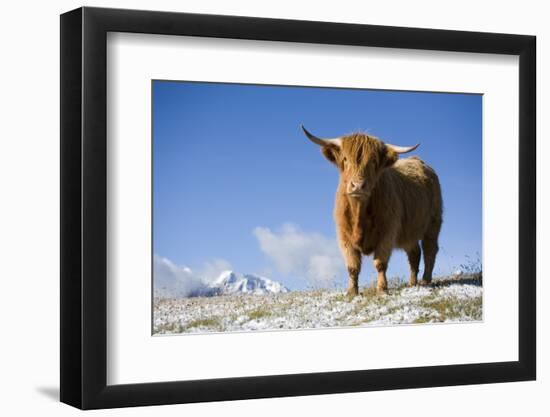 Austria, Tyrol, National-Park Hohe Tauern, Highland Cattle, Full Length Portrait, Stands-Rainer Mirau-Framed Photographic Print