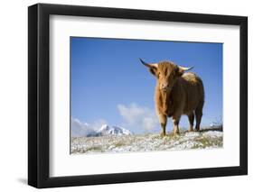 Austria, Tyrol, National-Park Hohe Tauern, Highland Cattle, Full Length Portrait, Stands-Rainer Mirau-Framed Photographic Print