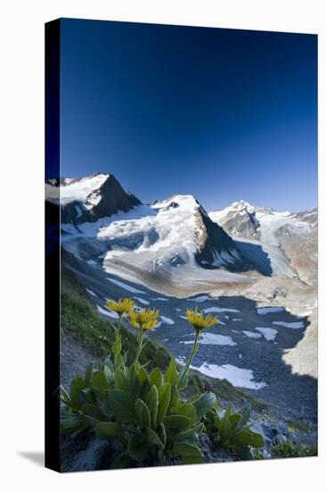 Austria, Tyrol, …tztaler Alpen, Wildspitze, Summit, Pippau, Crepis-Rainer Mirau-Stretched Canvas