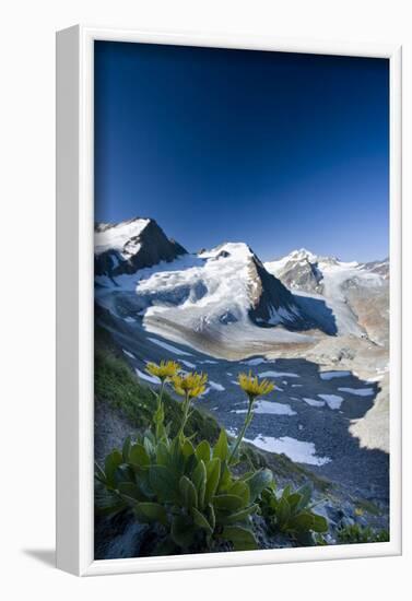 Austria, Tyrol, …tztaler Alpen, Wildspitze, Summit, Pippau, Crepis-Rainer Mirau-Framed Photographic Print