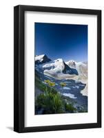 Austria, Tyrol, …tztaler Alpen, Wildspitze, Summit, Pippau, Crepis-Rainer Mirau-Framed Photographic Print