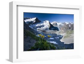 Austria, Tyrol, …tztaler Alpen, Wildspitze, Summit, Pippau, Crepis-Rainer Mirau-Framed Photographic Print