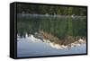 Austria, Upper Austria, Almtal, Odseen, Dead Mountains Reflecting in Lake-Rainer Mirau-Framed Stretched Canvas