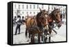 Austria, Vienna, Cab, Horses-Gerhard Wild-Framed Stretched Canvas