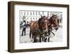 Austria, Vienna, Cab, Horses-Gerhard Wild-Framed Premium Photographic Print