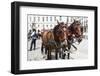 Austria, Vienna, Cab, Horses-Gerhard Wild-Framed Premium Photographic Print