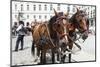 Austria, Vienna, Cab, Horses-Gerhard Wild-Mounted Photographic Print