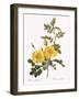 Austrian Briar-Pierre Joseph Redoute-Framed Giclee Print