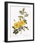 Austrian Briar-Pierre Joseph Redoute-Framed Giclee Print