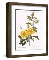 Austrian Briar-Pierre Joseph Redoute-Framed Giclee Print