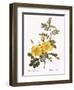 Austrian Briar-Pierre Joseph Redoute-Framed Giclee Print