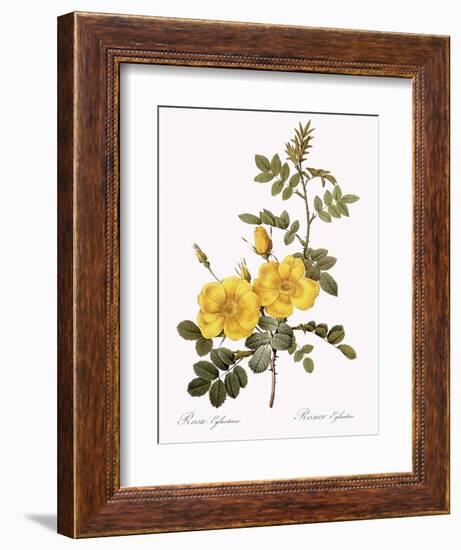 Austrian Briar-Pierre Joseph Redoute-Framed Giclee Print