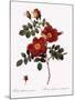 Austrian Copper Rose-Pierre Joseph Redoute-Mounted Giclee Print