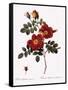 Austrian Copper Rose-Pierre Joseph Redoute-Framed Stretched Canvas