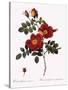 Austrian Copper Rose-Pierre Joseph Redoute-Stretched Canvas