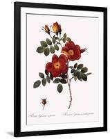 Austrian Copper Rose-Pierre Joseph Redoute-Framed Giclee Print