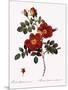 Austrian Copper Rose-Pierre Joseph Redoute-Mounted Giclee Print