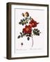 Austrian Copper Rose-Pierre Joseph Redoute-Framed Giclee Print