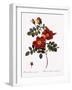 Austrian Copper Rose-Pierre Joseph Redoute-Framed Giclee Print