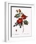 Austrian Copper Rose-Pierre Joseph Redoute-Framed Giclee Print