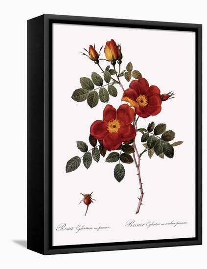 Austrian Copper Rose-Pierre Joseph Redoute-Framed Stretched Canvas