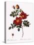 Austrian Copper Rose-Pierre Joseph Redoute-Stretched Canvas