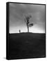 Author Marion L. Starkey, Studying the Outskirts of Gallows Hill-Nina Leen-Framed Stretched Canvas