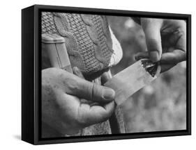 Author Vladimir Nabokov Putting a Butterfly into an Envelope-Carl Mydans-Framed Stretched Canvas