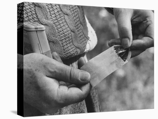 Author Vladimir Nabokov Putting a Butterfly into an Envelope-Carl Mydans-Stretched Canvas