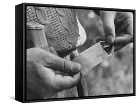 Author Vladimir Nabokov Putting a Butterfly into an Envelope-Carl Mydans-Framed Stretched Canvas