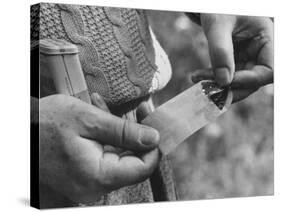 Author Vladimir Nabokov Putting a Butterfly into an Envelope-Carl Mydans-Stretched Canvas