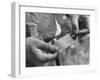 Author Vladimir Nabokov Putting a Butterfly into an Envelope-Carl Mydans-Framed Photographic Print