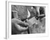 Author Vladimir Nabokov Putting a Butterfly into an Envelope-Carl Mydans-Framed Photographic Print