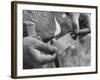 Author Vladimir Nabokov Putting a Butterfly into an Envelope-Carl Mydans-Framed Photographic Print