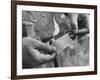 Author Vladimir Nabokov Putting a Butterfly into an Envelope-Carl Mydans-Framed Photographic Print