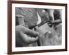 Author Vladimir Nabokov Putting a Butterfly into an Envelope-Carl Mydans-Framed Photographic Print