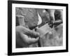 Author Vladimir Nabokov Putting a Butterfly into an Envelope-Carl Mydans-Framed Photographic Print