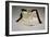 Autographed Fight Trunks from Muhammad Ali's World Championship Fight, 1974-null-Framed Giclee Print