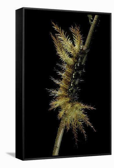 Automeris Egeus (Moth) - Caterpillar-Paul Starosta-Framed Stretched Canvas