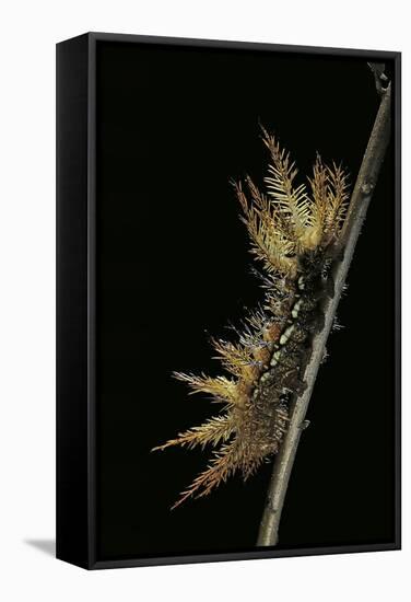 Automeris Egeus (Moth) - Caterpillar-Paul Starosta-Framed Stretched Canvas