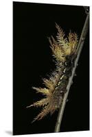 Automeris Egeus (Moth) - Caterpillar-Paul Starosta-Mounted Premium Photographic Print