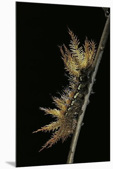 Automeris Egeus (Moth) - Caterpillar-Paul Starosta-Mounted Premium Photographic Print