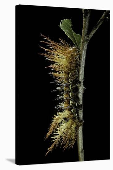 Automeris Egeus (Moth) - Caterpillar-Paul Starosta-Stretched Canvas