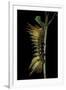 Automeris Egeus (Moth) - Caterpillar-Paul Starosta-Framed Premium Photographic Print