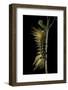 Automeris Egeus (Moth) - Caterpillar-Paul Starosta-Framed Photographic Print