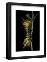 Automeris Egeus (Moth) - Caterpillar-Paul Starosta-Framed Photographic Print